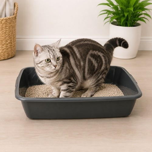 Large cat litter tray - large,