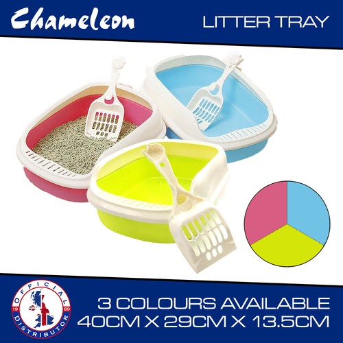 Cat kitten litter - kitten,